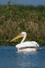 White Pelican in Danube Delta