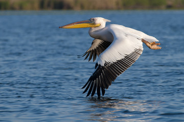 White Pelican
