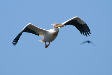 White Pelican
