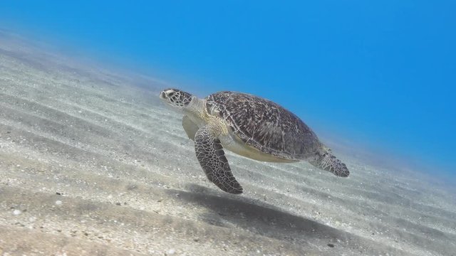 Green sea turtle swimming over the sand sea floor, 4K 2160p video footage