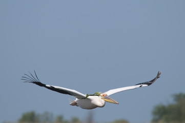 White Pelican