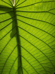 The Pattern and Shadow of The Elephant Climber Leaf