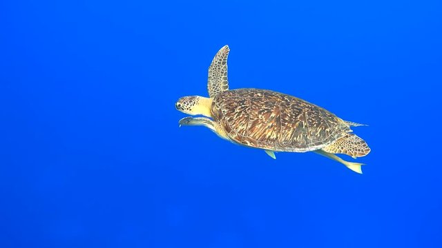 Green sea turtle smoothly swimming in the blue sea, 4K 2160p video footage