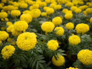 The Yellow Calendura Flowers Blooming