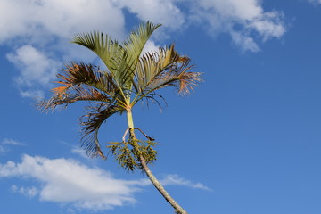 Palmeira contra céu azul