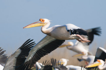 White Pelicans