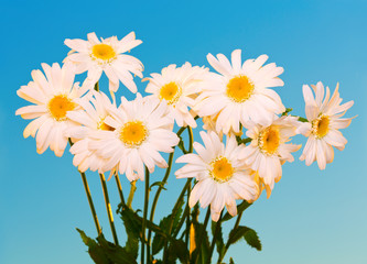 daisy flowers against blue sky