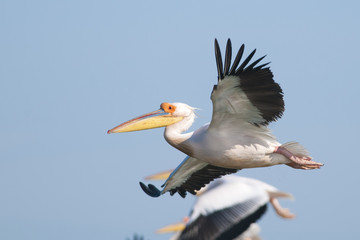 White Pelicans