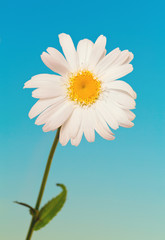 daisy flower against blue sky