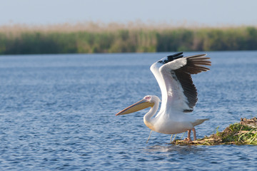 Fototapeta na wymiar White Pelicans