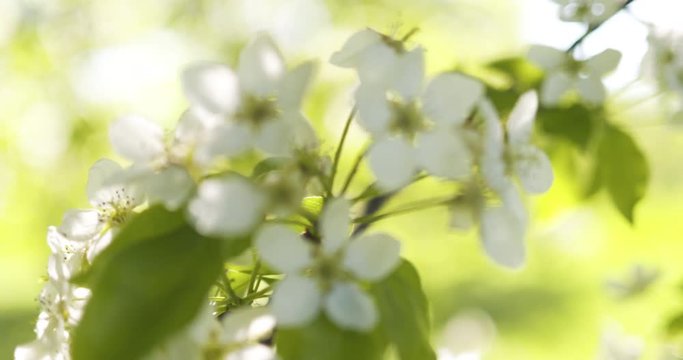 Slow motion of of apple tree with white flowers in a garden