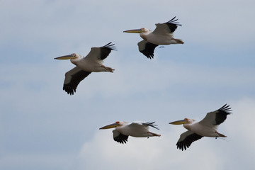 Obraz premium White Pelican in Danube Delta