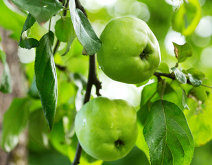 ripe green apples on a tree in a garden