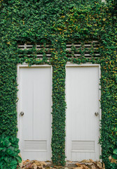Twin of white doors, with green leafs, plant on the wall nature outdoor background.