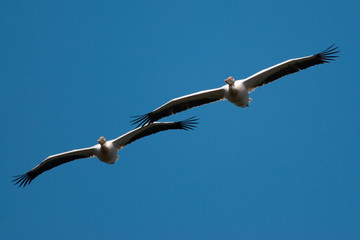 White Pelican in Danube Delta