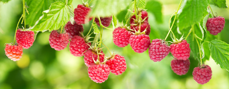 Fototapeta branch of ripe raspberries in a garden