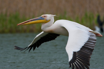 White Pelican in Danube Delta
