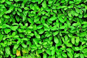 Green leaves grasses