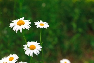 Fototapeta premium Beautiful daisies closeup. Flower background.