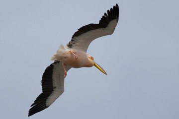 Obraz premium White Pelican in Danube Delta