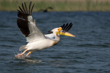 Fototapeta na wymiar White Pelican in Danube Delta