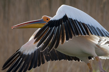 Fototapeta premium White Pelican in Danube Delta