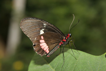 butterfly insects different coloring shape wings green plants farm aviary flowers leaves