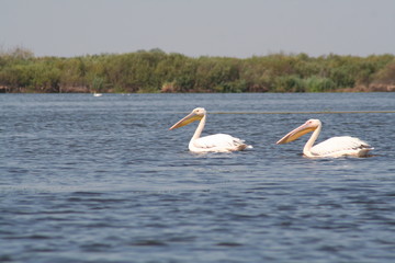 White Pelican in Danube Delta