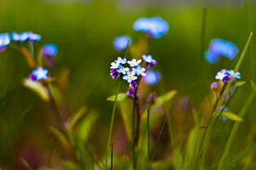 The beauty of flowering wildflowers.