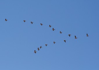 White Pelican in Danube Delta