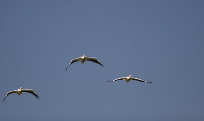 White Pelican in Danube Delta