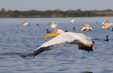 White Pelican in Danube Delta