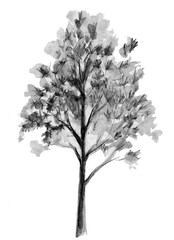 Hand drawn sketch. Tree illustration. Back element isolated on white background. Freehand drawing.