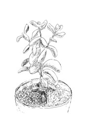 Hand drawn sketch of Succulent. House plant Crassula ovata, jade plant. Vector illustration of Money tree in flower pot isolated on white background. Black Line drawing. Vintage engraving. © sshisshka