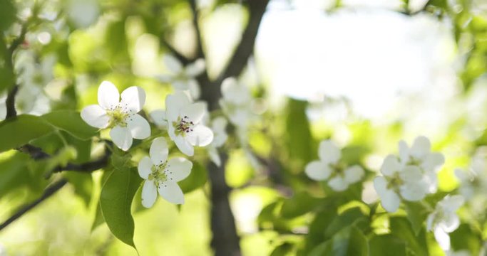 Slow motion of of apple tree with white flowers in a garden