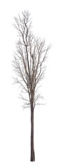 isolate tree on white background