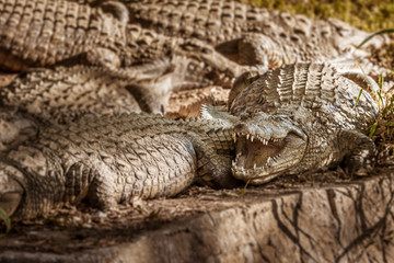 Nile crocodiles of Madagascar
