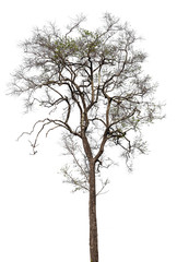 isolate tree on white background