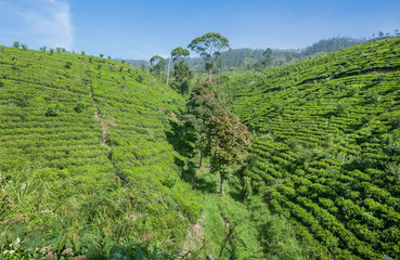 Fototapeta na wymiar Beautiful landscape with tea bush, trees and lush on green hills. Sri Lanka environment