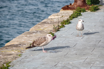 Seagull caught starfish in port of Vigo, Vigo, Galicia, Spain