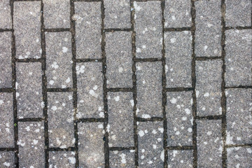 Flechten auf Pflastersteinen