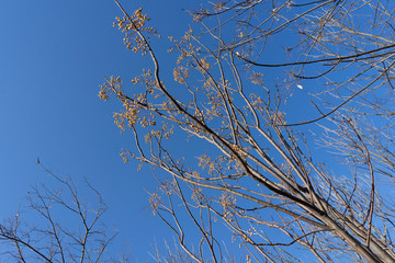 Tree branches against a clear sky on a sunny February day in Texas