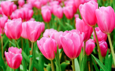 pink tulip in a beautiful field.