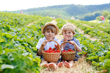 Two little sibling boys on strawberry farm in summer