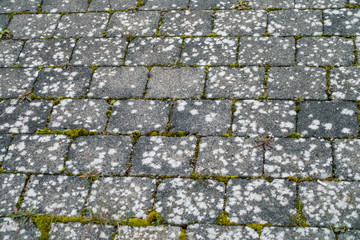 Flechten auf Pflastersteinen