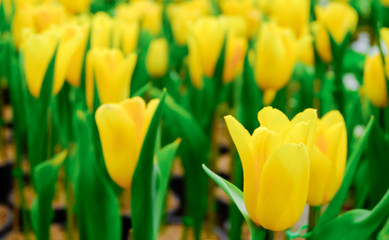Fototapeta premium Yellow Tulips in the garden