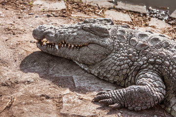 Nile crocodile of Madagascar