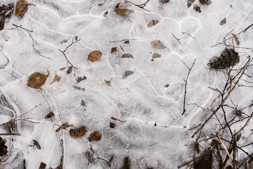 Dry Leaves Frozen in Water in Winter