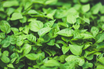 New green little plant sprout just growing up for few days ago