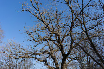 Tree branches against a clear sky on a sunny February day in Texas